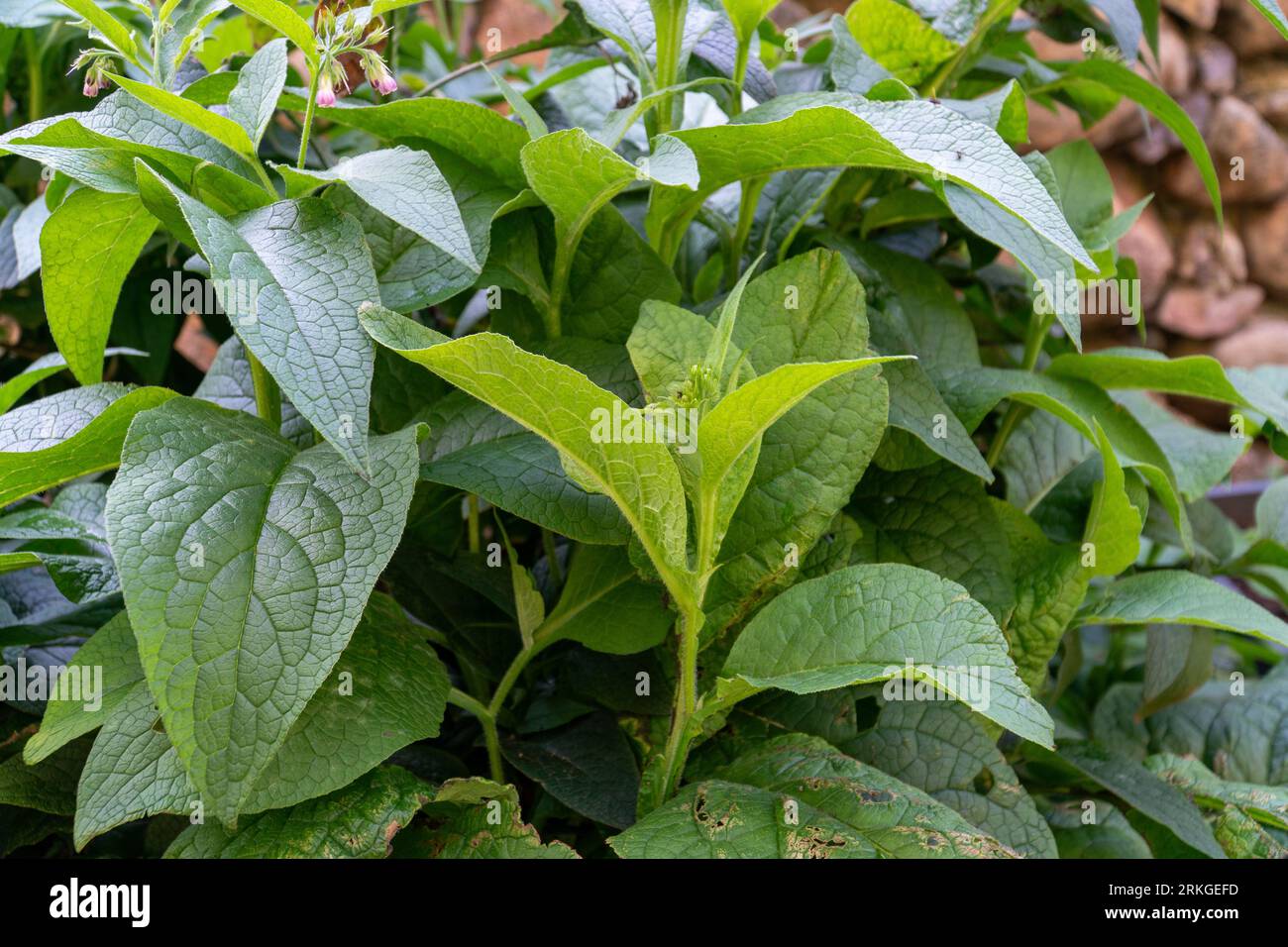 Exemple de feuilles vertes de la plante de confree commune (Symphytum officinale). Cette herbe est une plante herbacée et vivace populaire en phytothérapie et est régulière Banque D'Images