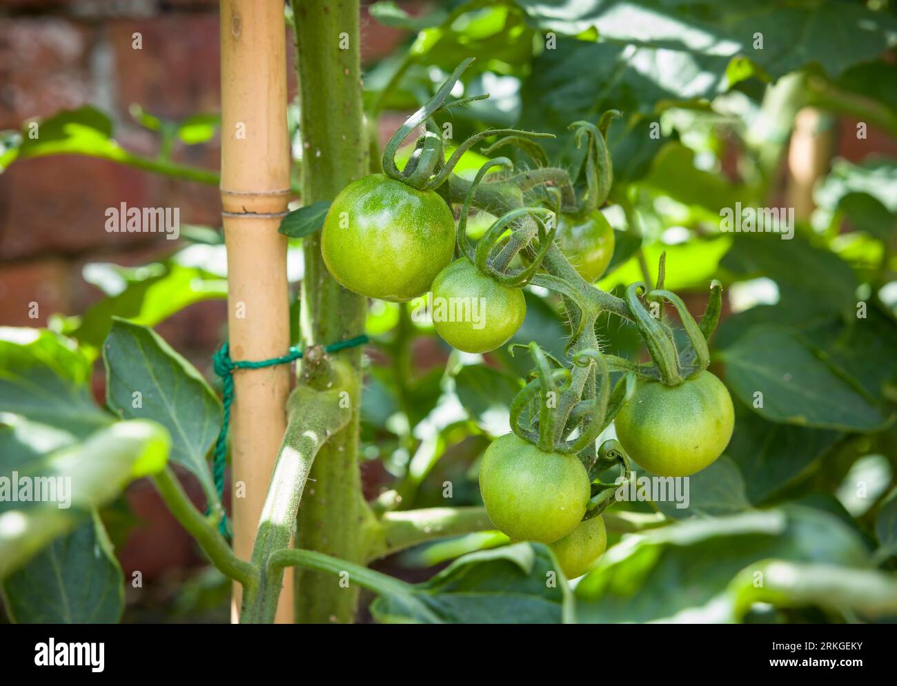 Tomates vertes poussant sur une variété ailsa craig, plante de tomate de vigne indéterminée (cordon) dans un jardin britannique. Tomates non mûres mûrissant à l'extérieur. Banque D'Images