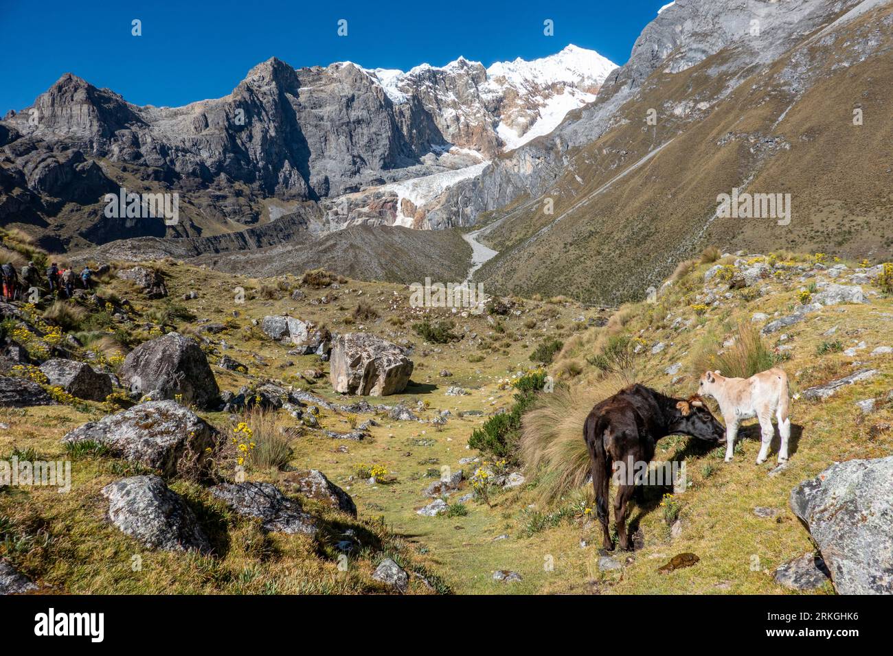 Vaches sur le sentier de randonnée à côté des tres lagunas, circuit de randonnée Huayhuash, Pérou Banque D'Images