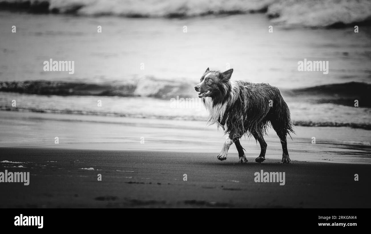 Une échelle de gris d'un Border Collie marchant sur une plage de sable à San Francisco Banque D'Images