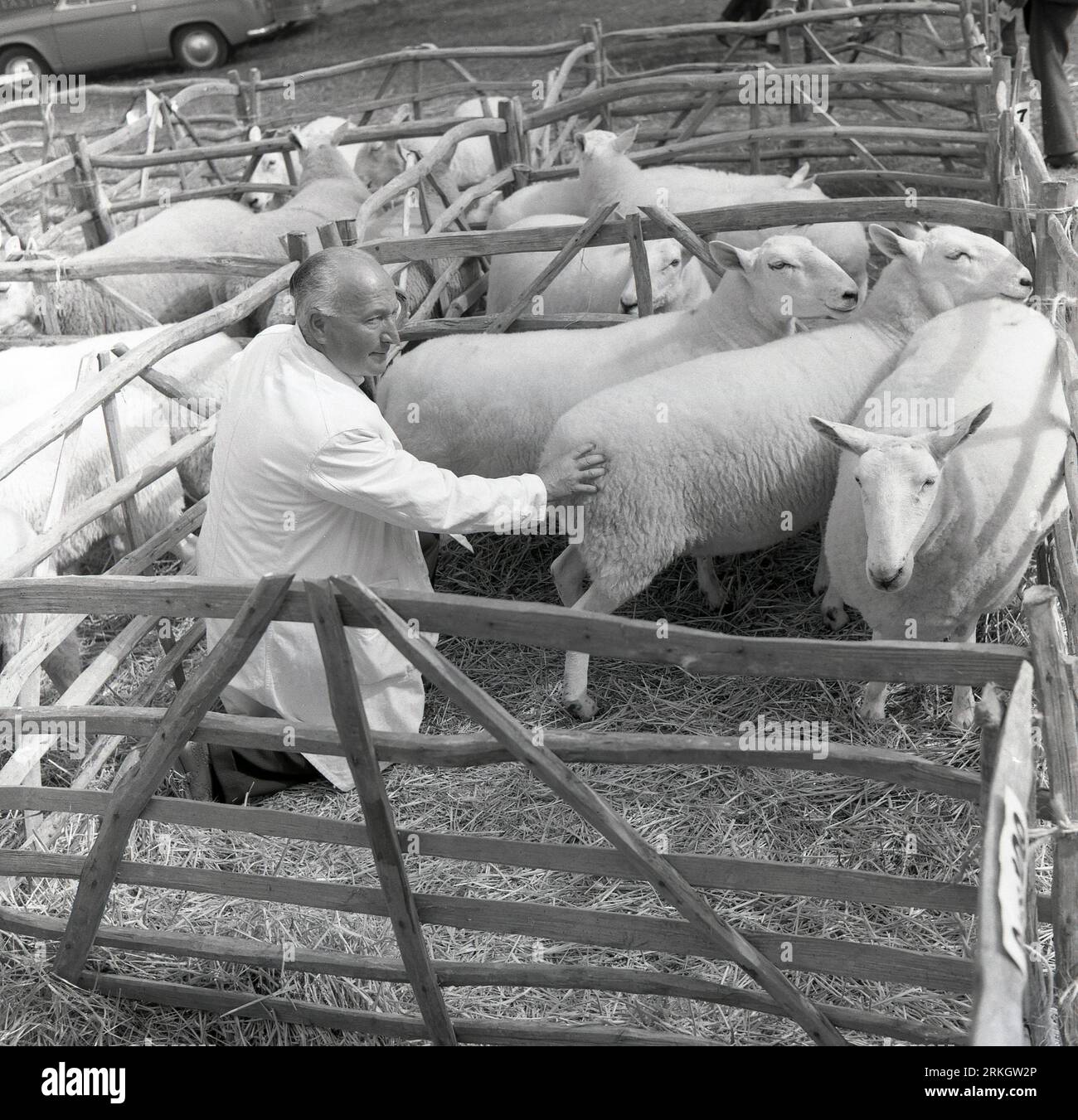 1964, historique, un directeur de ferme en manteau blanc vérifiant des moutons dans un enclos clôturé sur un marché de bétail, Angleterre, Royaume-Uni. Le bien-être des animaux est une considération clé lorsque les animaux sont réunis pour une vente ou un spectacle. Banque D'Images