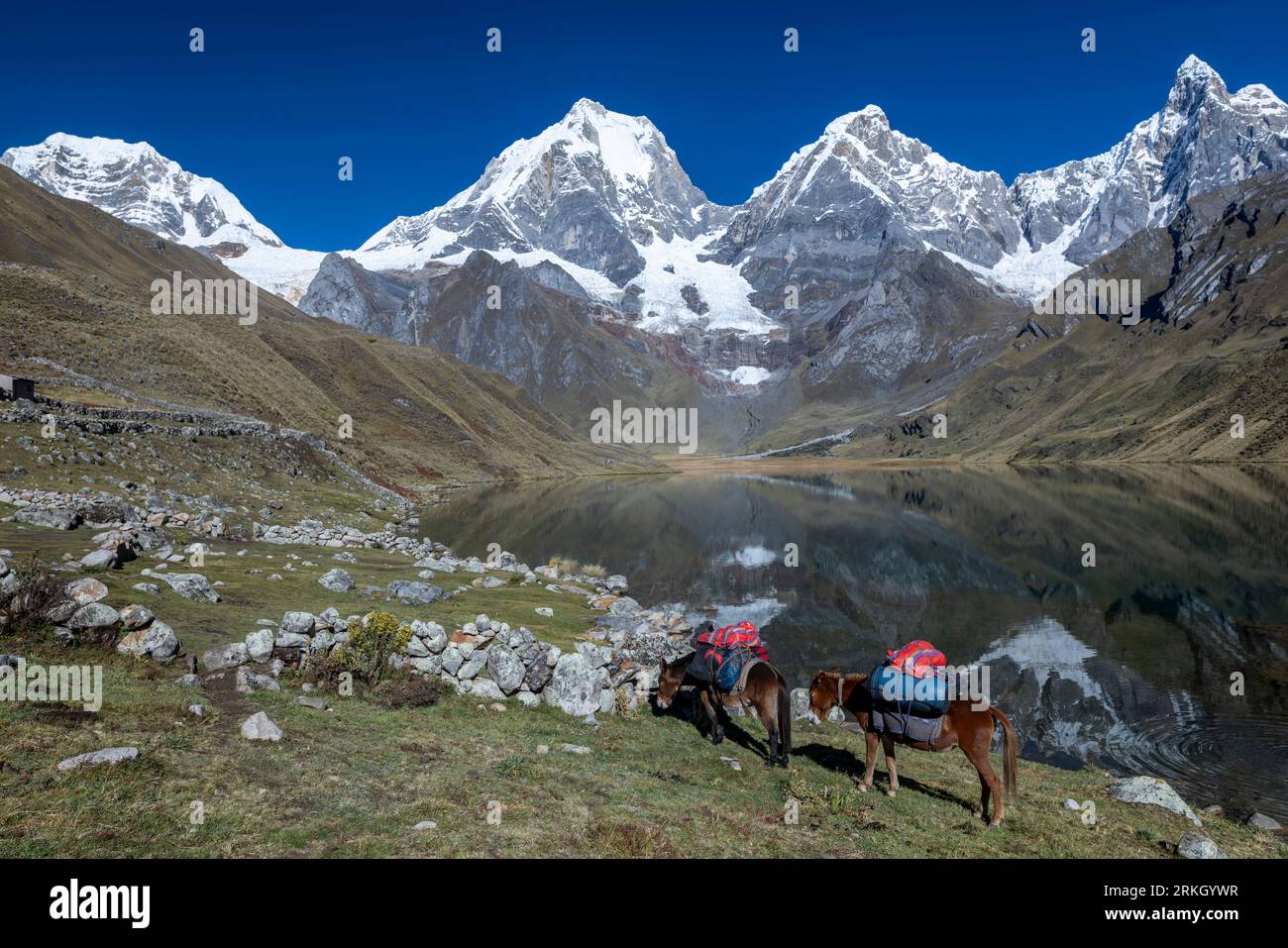 Ânes emballés pour déplacer camp, lac Carhuacocha, montrant Mt Yerupaja Chico et Mt Jirisanca Grande, Cordillera Huayhuash circuit de trekking Banque D'Images