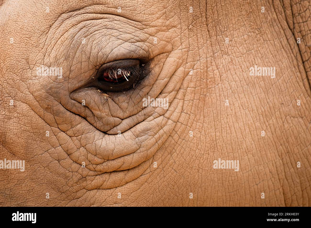 Peau épaisse et œil pénétrant de rhinocéros Banque D'Images