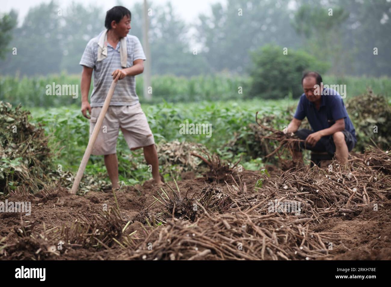 Bildnummer : 55690653 Datum : 11.08.2011 Copyright : imago/Xinhua (110811) -- BOZHOU, 11 août 2011 (Xinhua) -- les paysans récoltent la racine blanche de péony, une sorte de plante médicinale chinoise, dans la zone de développement économique de Bozhou dans la province de l'Anhui de l'est de la Chine, 10 août 2011. Les paysans locaux étaient occupés à travailler dans les champs récemment alors que les plantes médicinales chinoises à Bozhou approchaient du moment de la récolte. (Xinhua/Liu Qinli) (hy)(zgp) CHINA-ANHUI-BOZHOU-CHINESE MEDICINE PLANT (CN) PUBLICATIONxNOTxINxCHN Wirtschaft Landwirtschaft Gesellschaft Arbeitswelten Ernte Pfingstrosen Wurzel Päonien Päonienwurzel xbs x0x 201 Banque D'Images