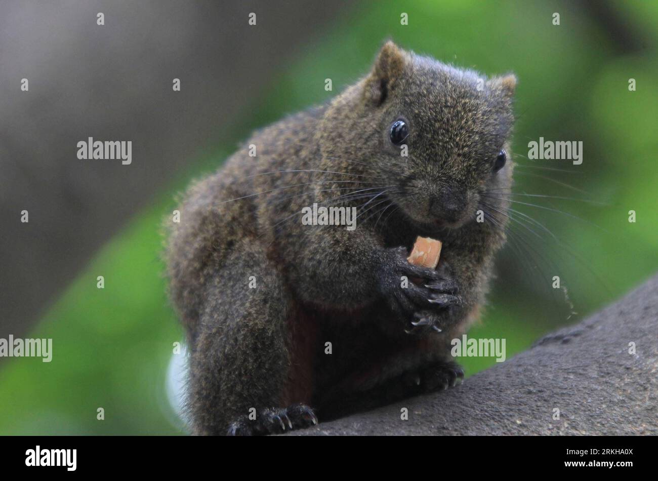 Bildnummer : 55768761 Datum : 14.08.2011 Copyright : imago/Xinhua (110815) -- TAIBEI, 15 août 2011 (Xinhua) -- Un écureuil roux, aussi connu sous le nom de Callosciurus Erythraeus, mange une cacahuète sur le tronc de l'arbre à Taipei, dans le sud-est de la Chine Taiwan, 14 août 2011. (Xinhua/Li Mingfang) (xzj) CHINA-TAIPEI-SQUIRRRELS (CN) PUBLICATIONxNOTxINxCHN Tiere Eichhörnchen Pallas Pallashörnchen Rotbauchhörnchen Rotbauch xst 2011 quer Bildnummer 55768761 Date 14 08 2011 Copyright Imago XINHUA Taibei août 15 2011 XINHUA un écureuil de ventre rouge connu sous le nom de Callosciurus mange une arachide SUR le tronc d'arbre à Taipei sout Banque D'Images