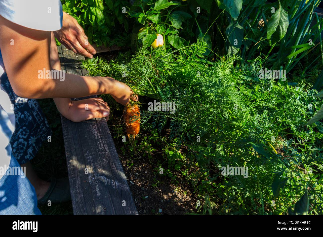 Enfant arrachant la carotte produite dans la production de légumes en plein air sans produits chimiques dans le jardin rural, Hongrie Banque D'Images