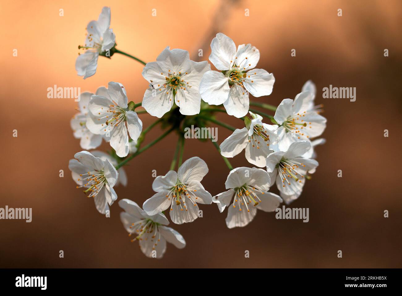 Une image en gros plan d'un groupe de fleurs blanches immaculées, avec des pétales délicats et un feuillage riche Banque D'Images