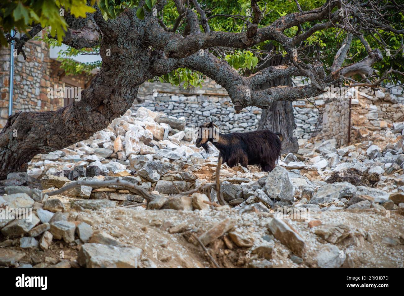 Chèvre sur le village traditionnel de Kastro à Thassos Grèce Banque D'Images
