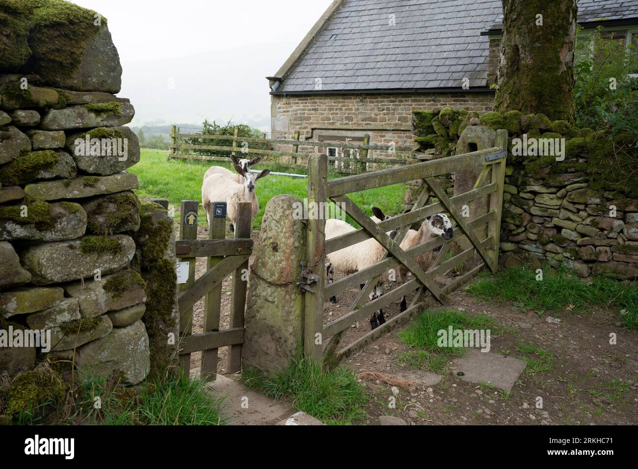 Des brebis curieuses regardent à travers une porte où un sentier public traverse des terres agricoles à Upper Booth dans le parc national de Peak District, le 24 août 2023, à Sheffield, en Angleterre. Banque D'Images