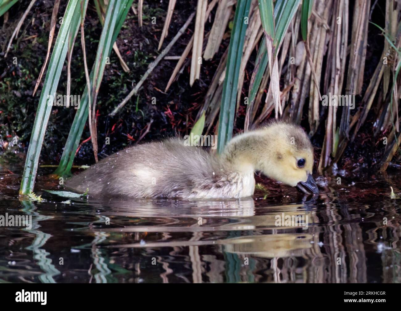 Un petit canard jaune avec son bec immergé dans un corps d'étang clair et calme Banque D'Images