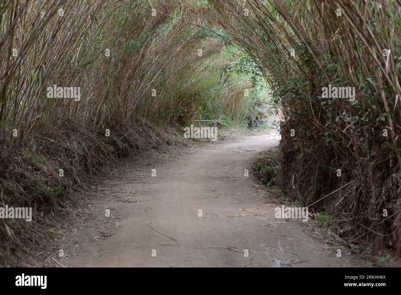 Bambou Canopy : tunnel naturel sur une route de terre Banque D'Images