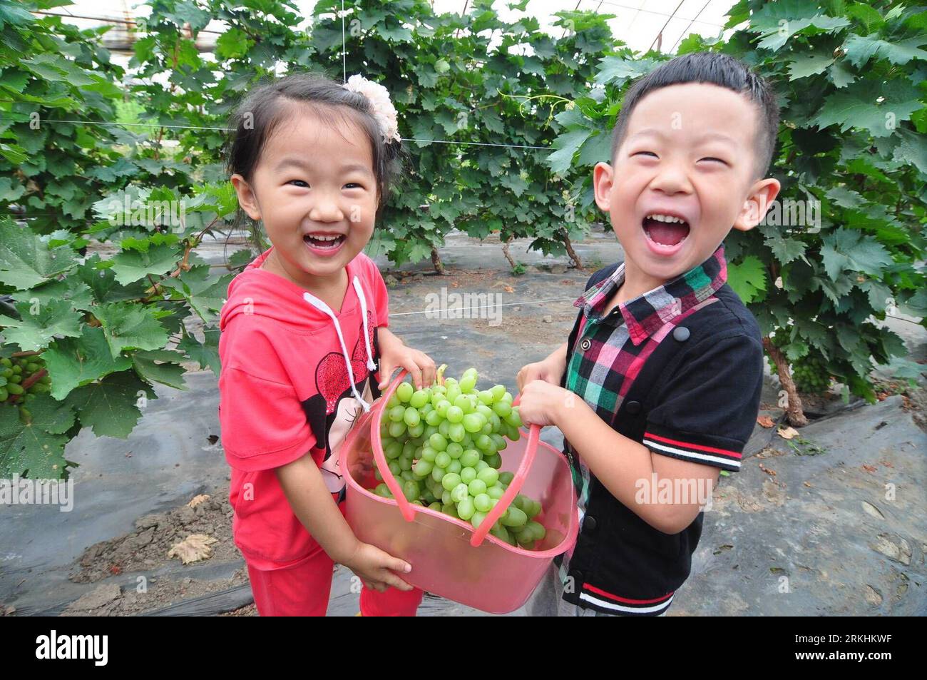 Bildnummer : 55855799 Datum : 30.08.2011 Copyright : imago/Xinhua (110830) -- NING AN, 30 août 2011 (Xinhua) -- deux enfants rient alors qu'ils tiennent des raisins qui viennent d'être cueillis dans une ferme à Ning an, province du Heilongjiang du nord-est de la Chine, 30 août 2011. Local Ning une ferme a organisé un festival de cueillette de raisin donnant aux résidents urbains non seulement des fruits frais, mais aussi une véritable expérience agricole. (Xinhua/Zhang Chunxiang) (cxy) #CHINA-HEILONGJIANG-NING AN-GRAPE PICK (CN) PUBLICATIONxNOTxINxCHN Gesellschaft Wirtschaft Landwirtschaft Weinanbau xda 2011 quer o0 Wein, Anbau, Ernte, Lese, Weinlese, Weinlese, Kind, Freude Bildnummer 55855799 Banque D'Images