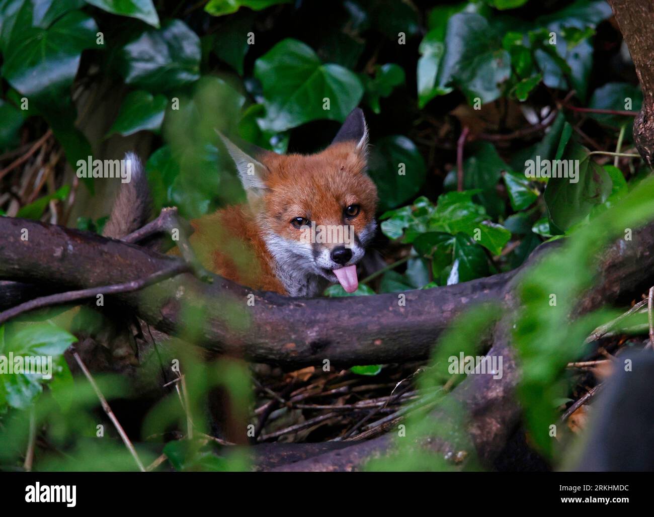 Fox cubs dans le jardin Banque D'Images