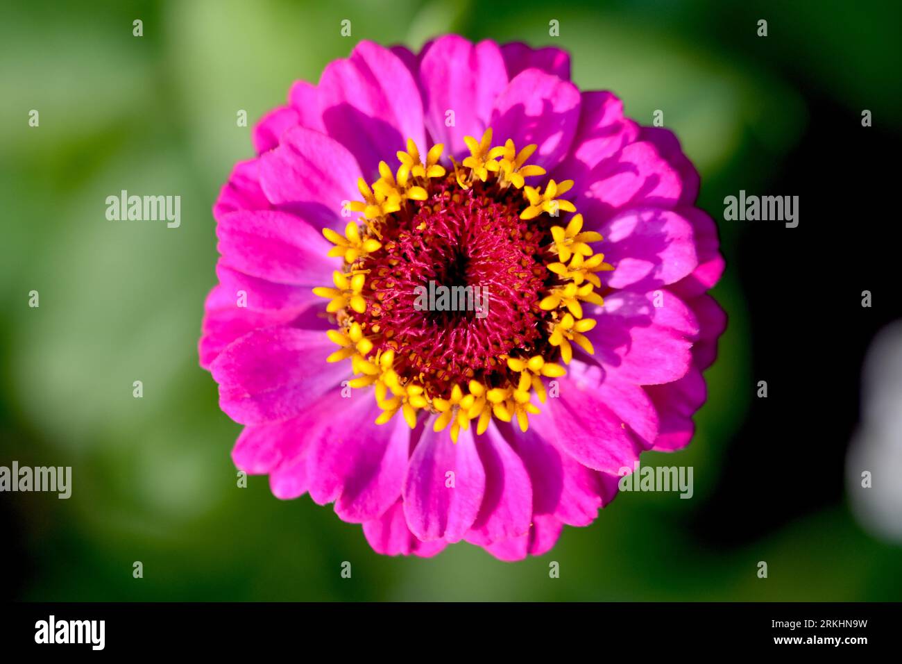 Plan rapproché supérieur d'une fleur de zinnia rose vif en fleurs Banque D'Images