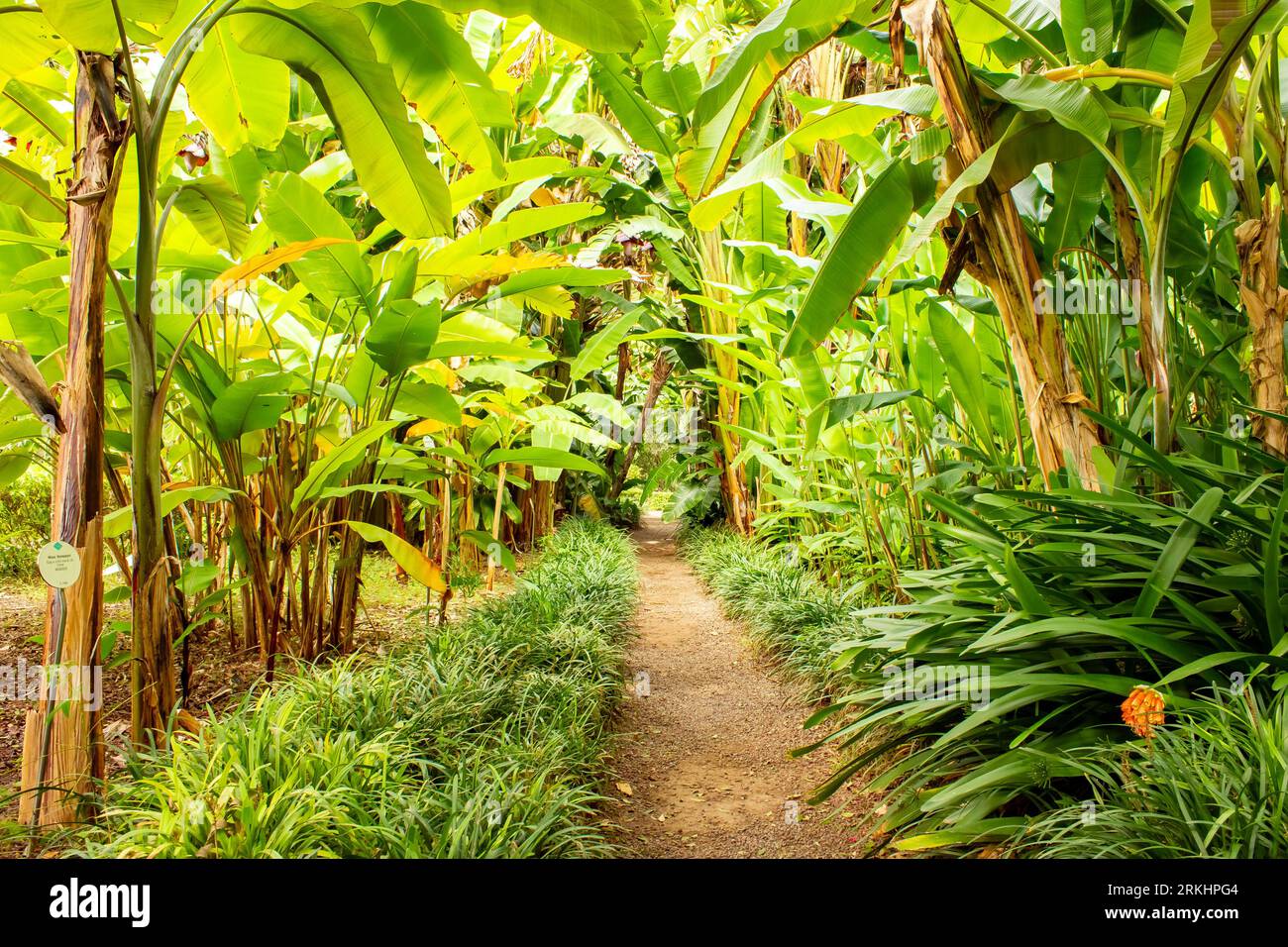 Sentier flanqué de plantes de banane à jardin Botanico, Puerto de la Cruz, Tenerife, îles Canaries, Espagne Banque D'Images