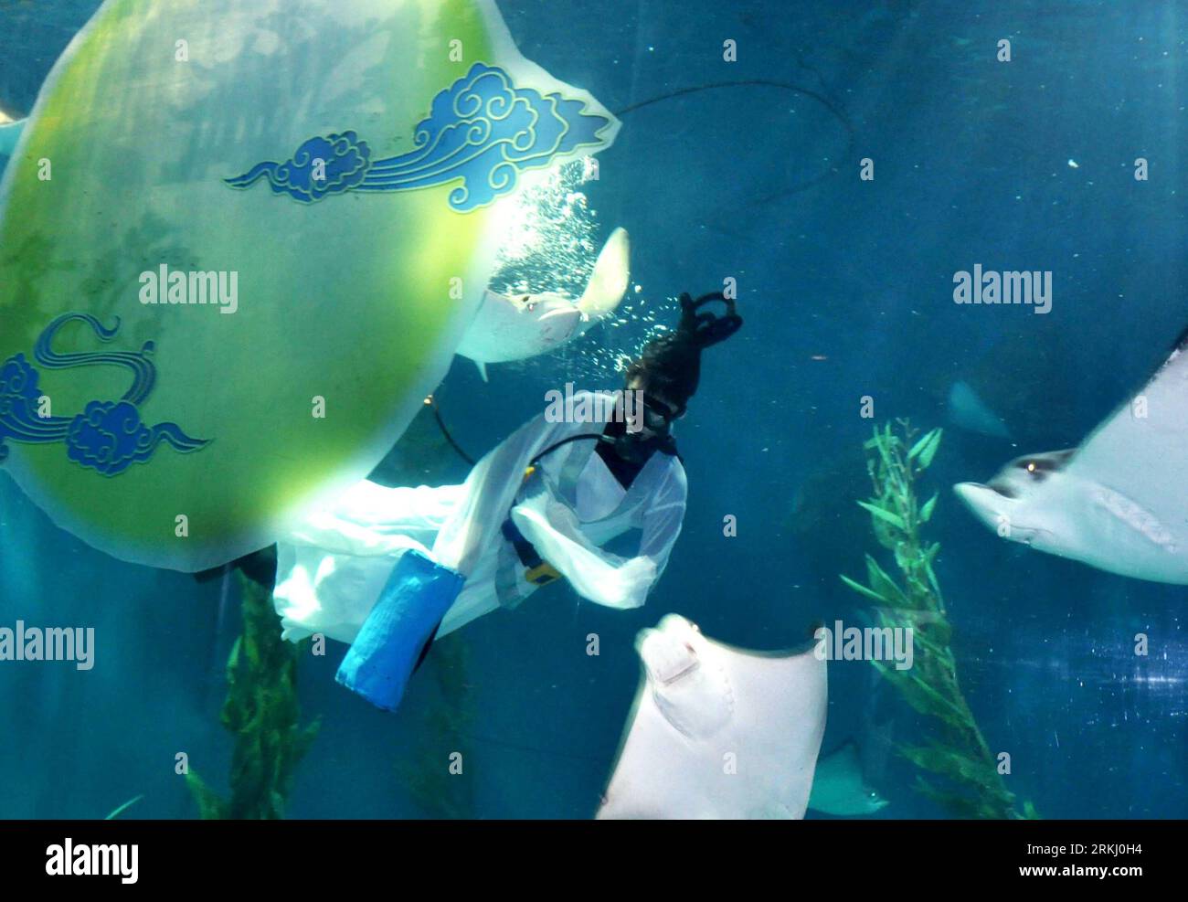 Bildnummer : 55936097 Datum : 11.09.2011 Copyright : imago/Xinhua SHANGHAI, 11 septembre 2011 (Xinhua) -- Un plongeur habillé en Chang e, la daieté chinoise de la lune, se produit pour les visiteurs dans un aquarium océanique de Shanghai à Shanghai, dans l'est de la Chine, le 11 septembre 2011, pour célébrer le jour de mi-automne qui tombe le 12 septembre. (Xinhua/Liu Ying) (zhs) CHINE-SHANGHAI-FÊTES DE LA MI-AUTOMNE (CN) PUBLICATIONxNOTxINxCHN Gesellschaft x2x xtm 2011 quer o0 Taucher Mondgöttin Kostüm o00 Mondfest 55936097 Date 11 09 2011 Copyright Imago XINHUA Shanghai sept 11 2011 XINHUA un plongeur habillé en Chang e Chinois Banque D'Images