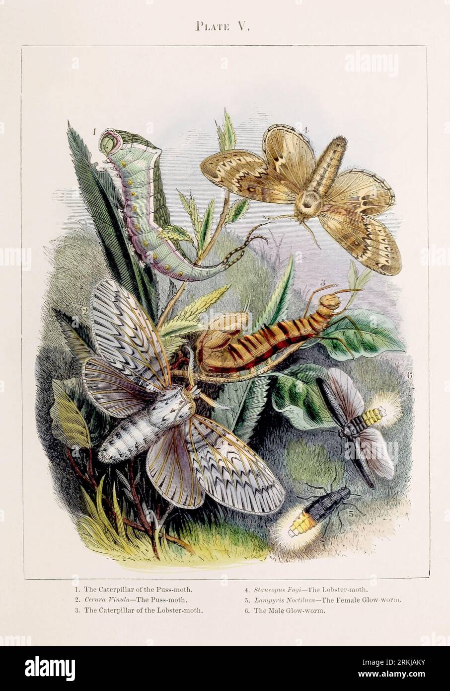 Mites. Illustration colorée des curieuses métamorphoses de certains des plus beaux insectes, ca. 1850 Banque D'Images