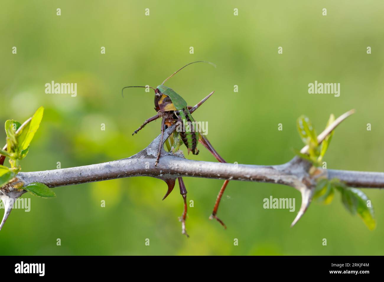 Würger, Rotkopfwürger Hat eine Heuschrecke erbeutet und auf Dorne aufgespießt, Rotkopfwürger, Rotkopf-Würger, Würger, Lanius senator, woodchat shrike, Banque D'Images