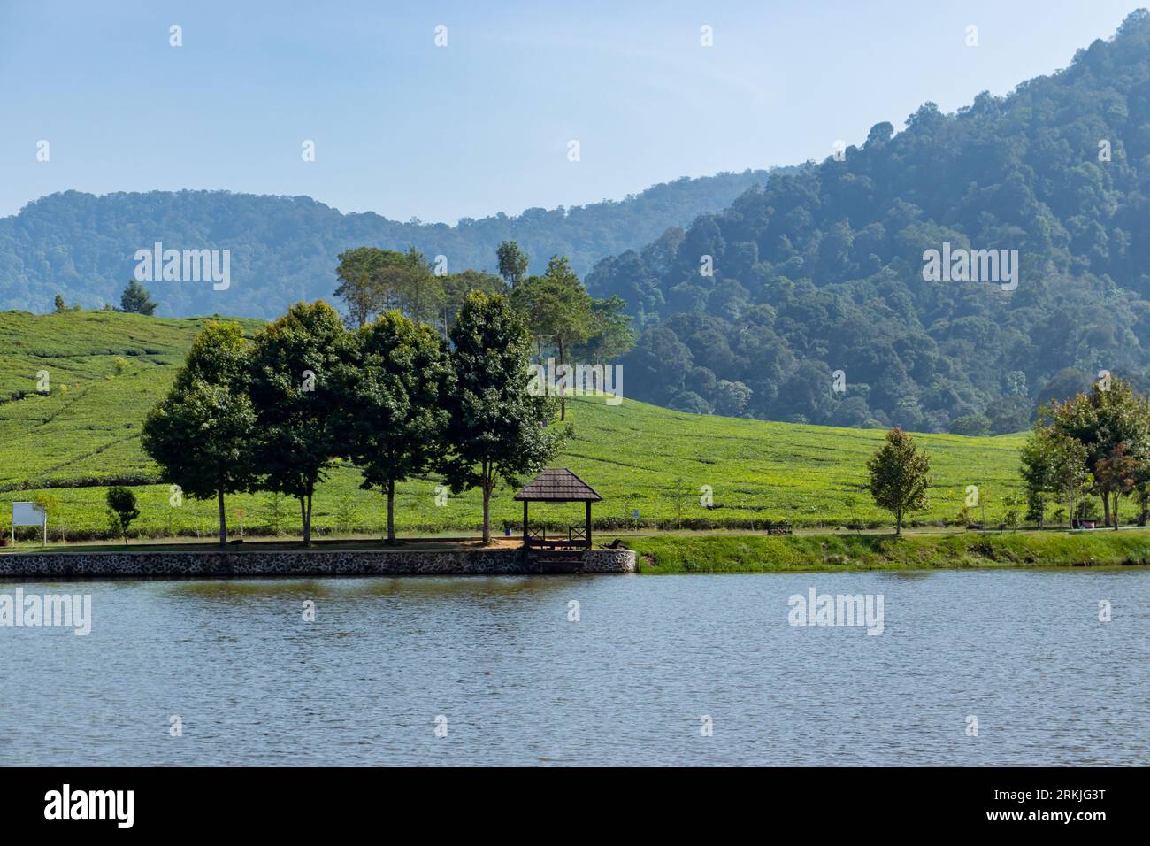 Vue de plantation de thé, après quelques modifications. Banque D'Images