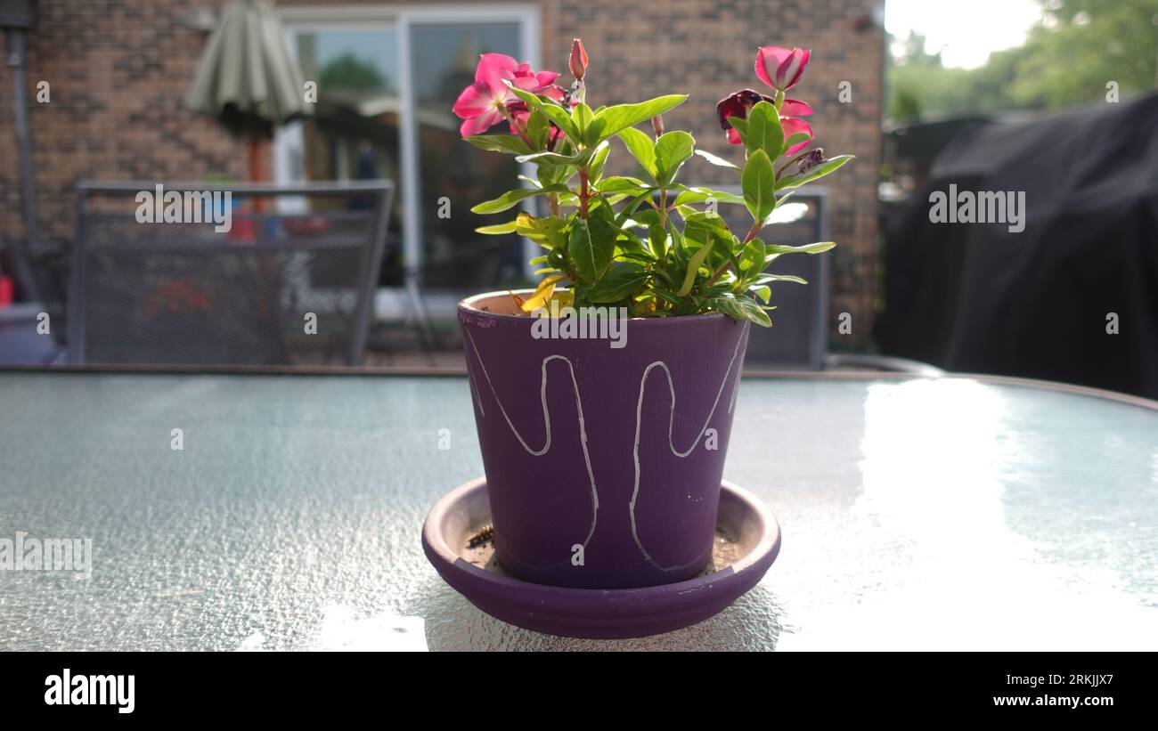 Plante en pot sur table en verre : une touche d'élégance et de sophistication Banque D'Images