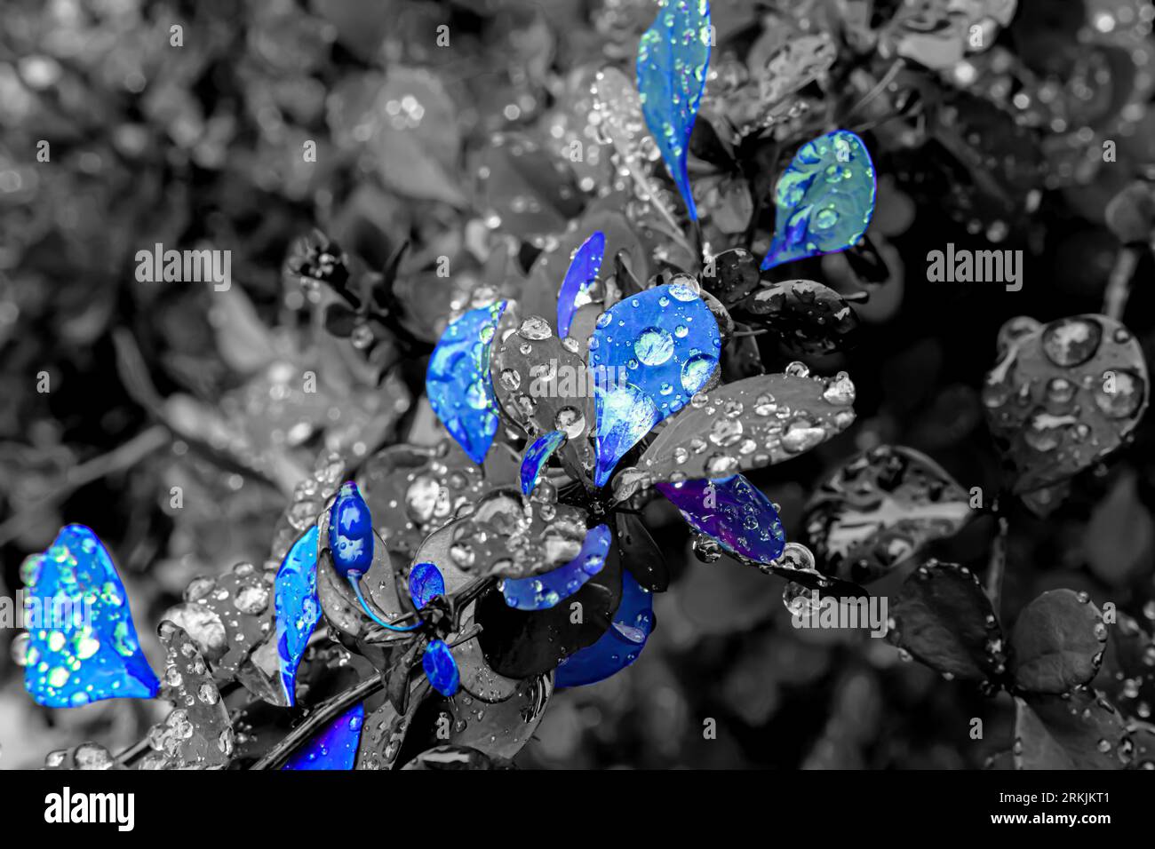 Buisson de baies en noir et blanc avec des taches bleues Banque D'Images