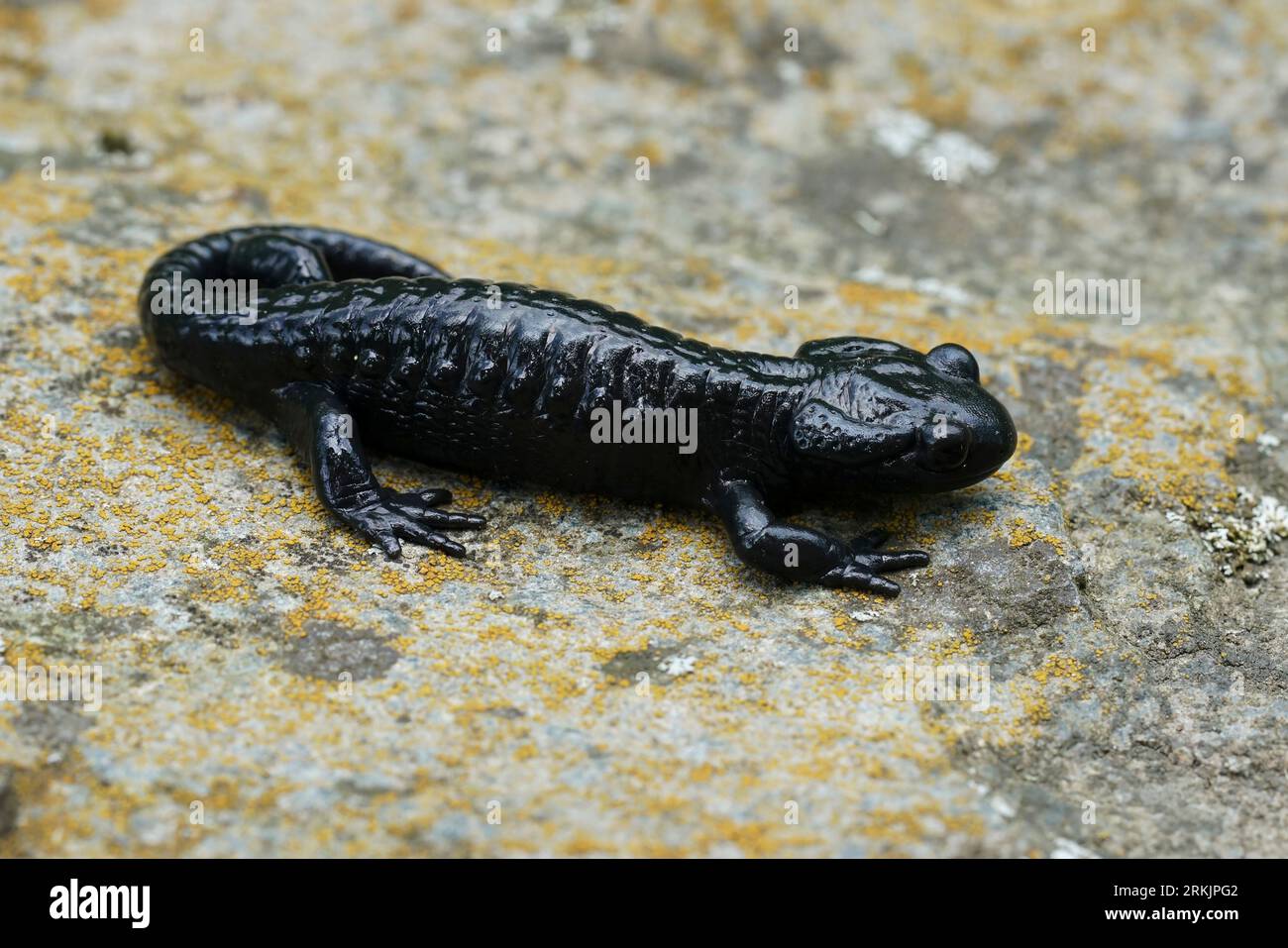 Gros plan naturel sur la salamandre alpine noir charbon, Salamandra atra dans les Alpes carinthiennes autrichiennes Banque D'Images