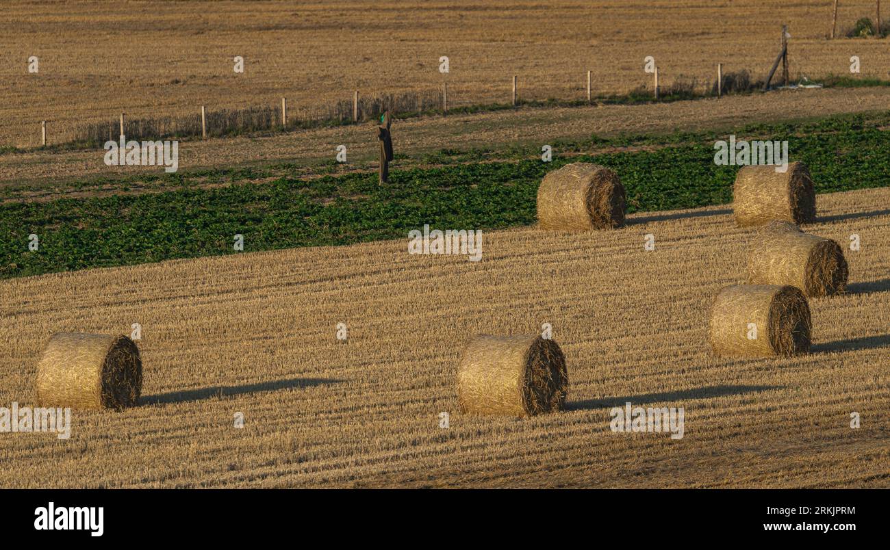 Balles de foin, épouvantail dans le champ Banque D'Images