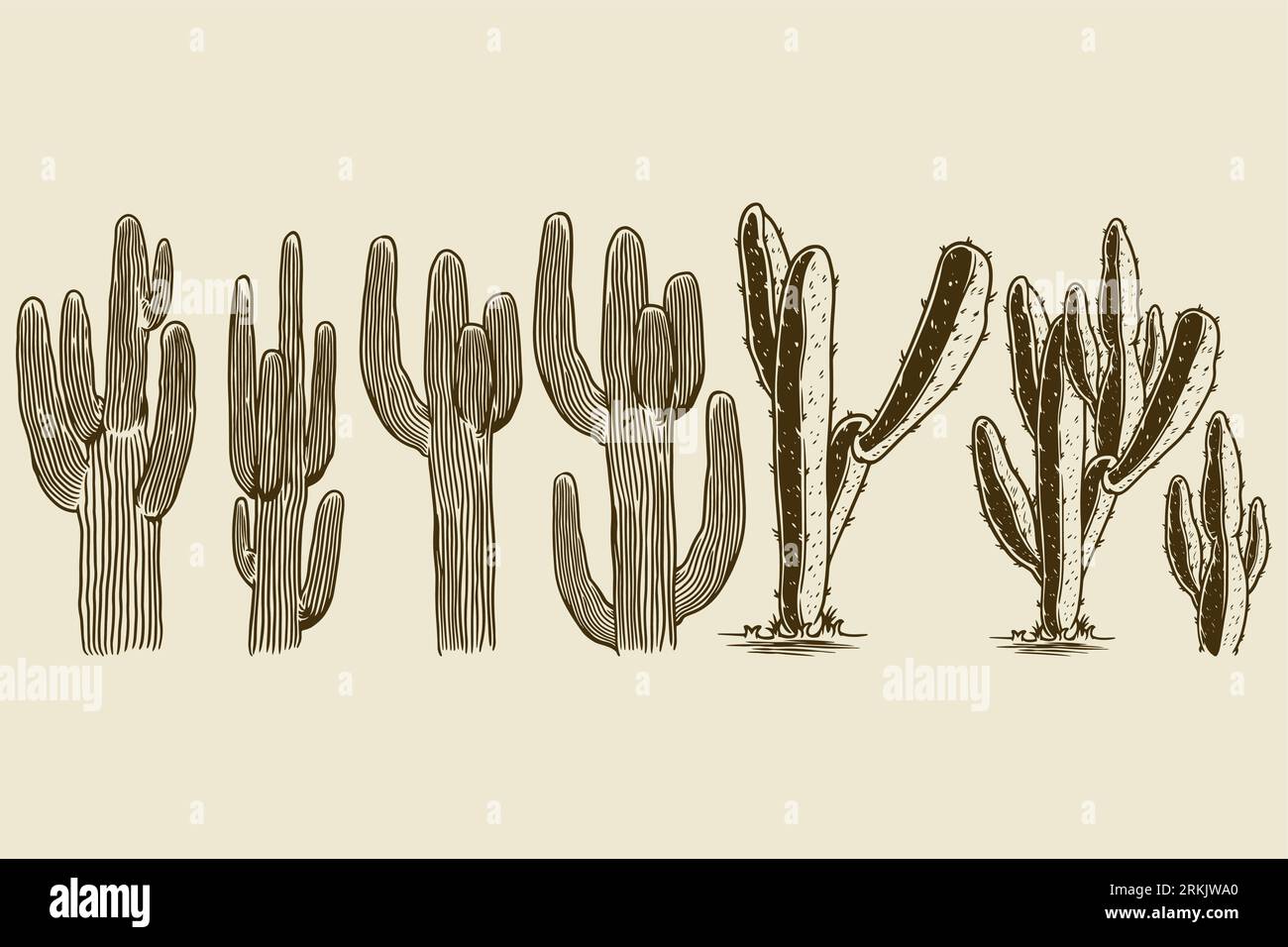 Cactus et succulent ensemble dessiné à la main. Différents cactus gravant l'ancien élément de design vintage. Concept de plante d'intérieur exotique. Vector Cute House interior pl Illustration de Vecteur