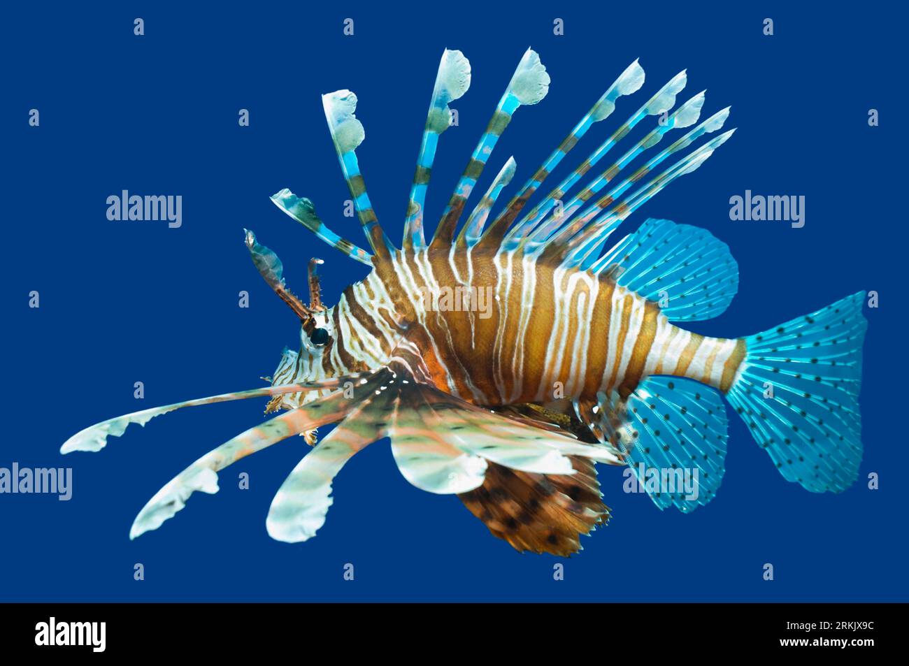 Lion ou Turkey fish (Pterois volitans) découpé sur fond bleu.. Banque D'Images