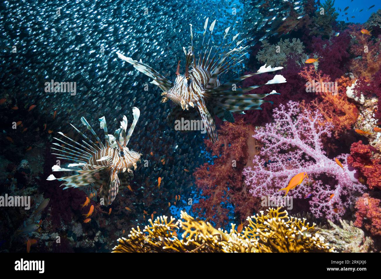 Décor de récif corallien avec une paire de lionfish rouge (Pterois volitans), des coraux mous (Dendronephthya sp) et une école de balayeuses pygmées (Parapriacanthus gue Banque D'Images