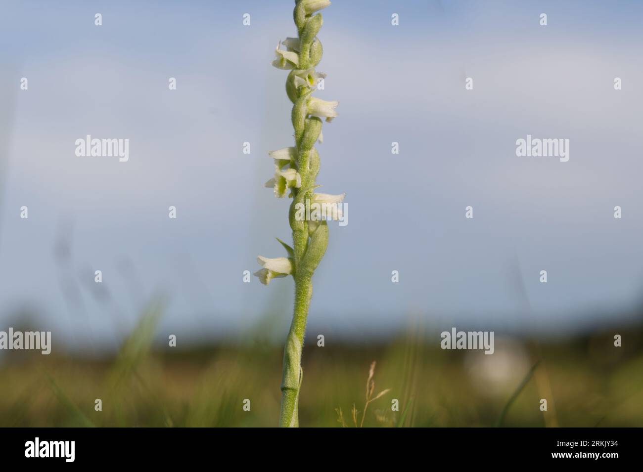 Fleurs blanches dangeuses de l'orchidée sauvage britannique native Autumn lady's tresses, Spiranthes spiralis, poussant dans l'herbe New Forest, Hampshire Royaume-Uni août Banque D'Images