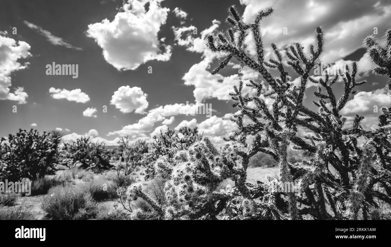 Un paysage désertique, avec une variété de cactus et d'arbustes posés contre un horizon de montagnes lointaines Banque D'Images