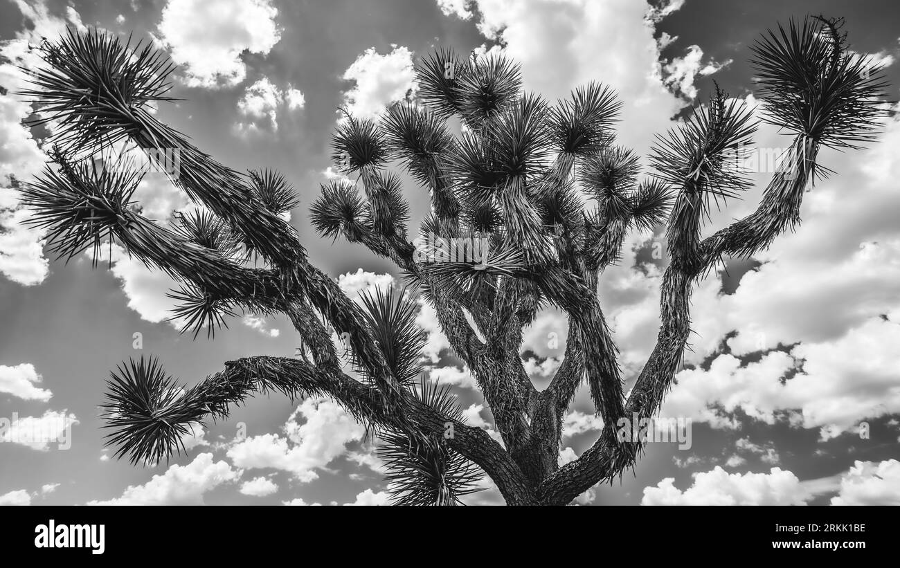 Un paysage désertique, avec une variété de cactus et d'arbustes posés contre un horizon de montagnes lointaines Banque D'Images