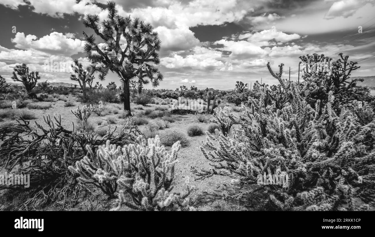 Un paysage désertique, avec une variété de cactus et d'arbustes posés contre un horizon de montagnes lointaines Banque D'Images
