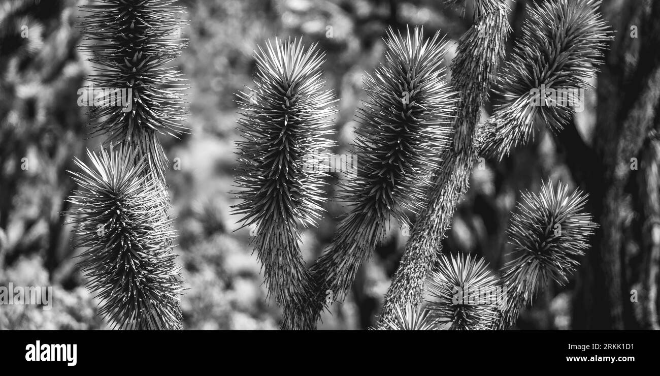 Un paysage désertique, avec une variété de cactus et d'arbustes posés contre un horizon de montagnes lointaines Banque D'Images