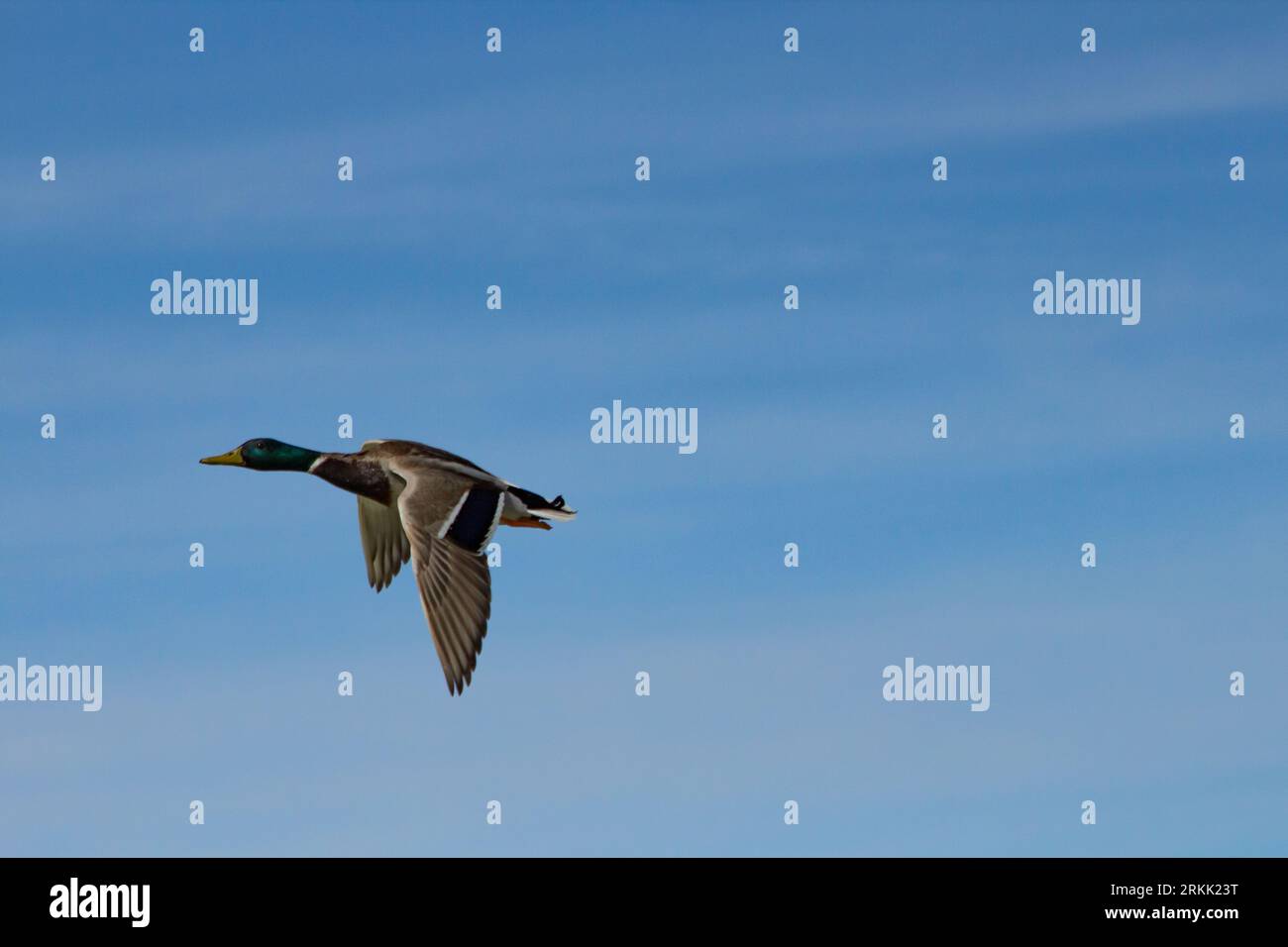 Un canard Anas platyrhynchos volant au-dessus du ciel bleu du parc naturel El Hondo à Crevillente Elche, Espagne Banque D'Images