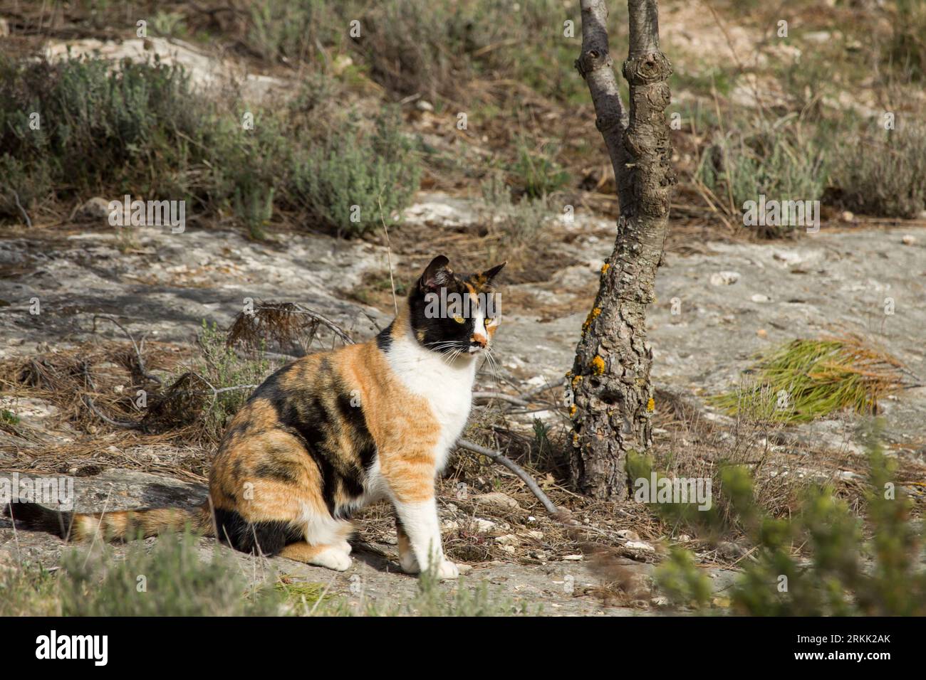 Joli chat calico et errant à côté de la route d'accès à l'Alt de les Pedreres à Alcoy Banque D'Images