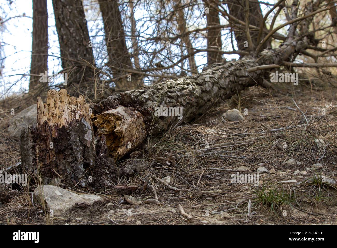 Pin brisé tombé dans la forêt du preventorio de Alcoy Banque D'Images