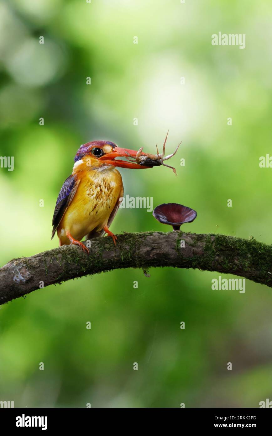 ODKF - Kingfisher nain oriental avec un abattage dans l'habitat naturel gros plan Banque D'Images