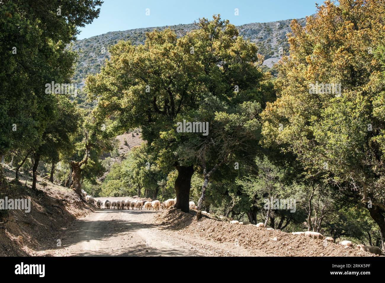 Haut dans les montagnes Psiloritis de Crète, un troupeau de moutons traverse une route menant aux gorges de Rouvas Banque D'Images
