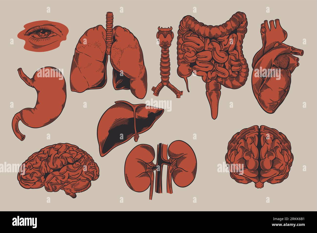 Biologie humaine, illustration de l'anatomie des organes. Ensemble d'organes internes humains : foie, poumons, cœur, rein, cerveau, yeux, estomac, trachée etc Gravé han Illustration de Vecteur