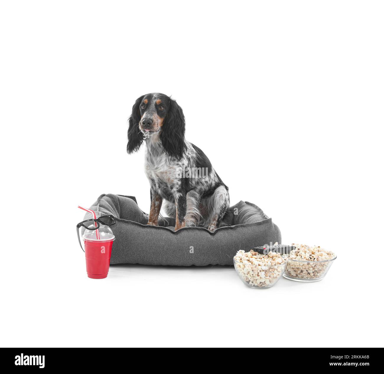 Mignon chien Cocker Spaniel avec des bols de pop-corn, soda, lunettes 3D et télécommande de télévision assis sur le lit d'animal de compagnie sur fond blanc Banque D'Images