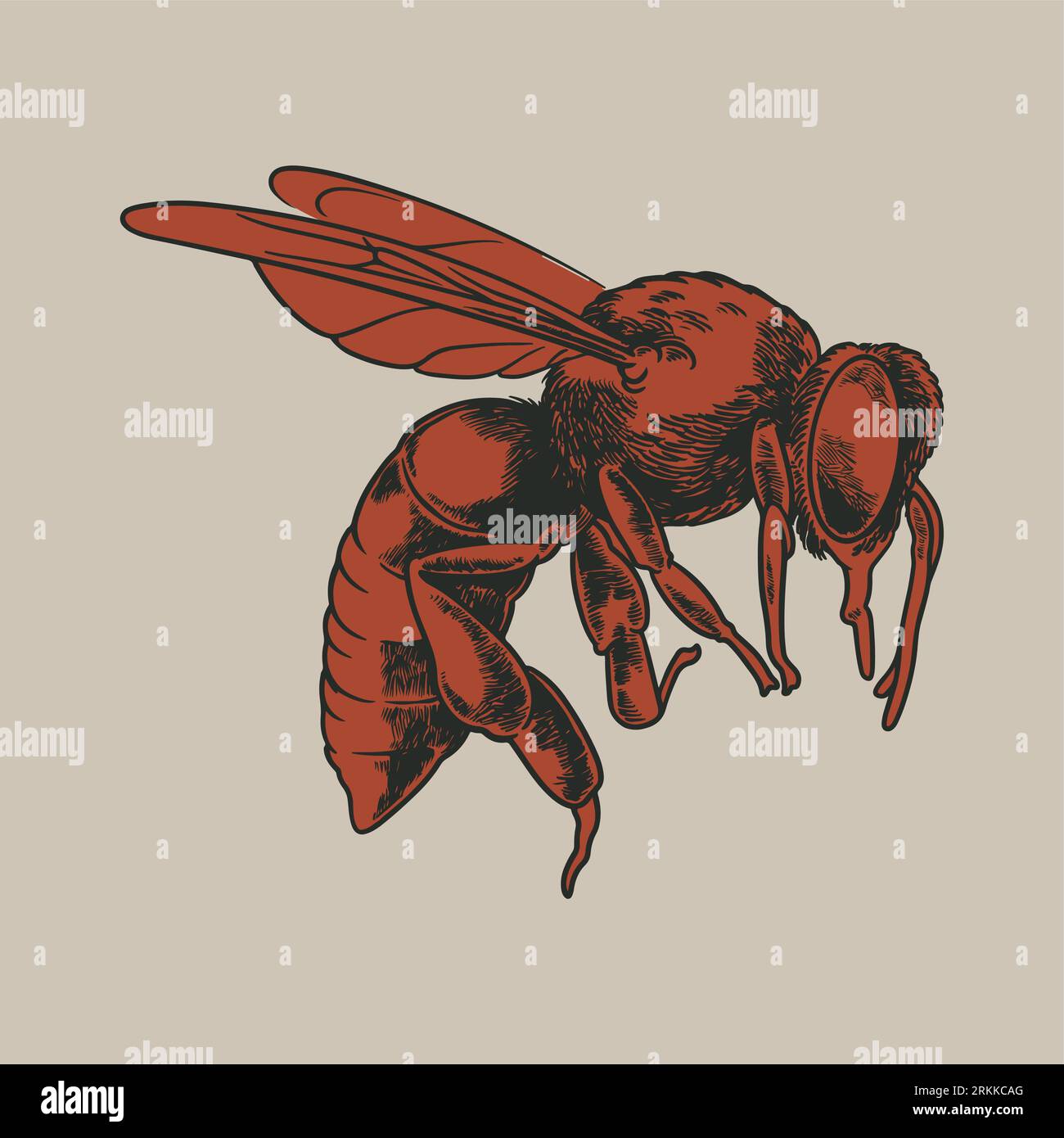 Modèle D'insectes Moustique Insecte Suceur De Sang Le Porteur Du Virus Illustration Vectorielle 562570 289