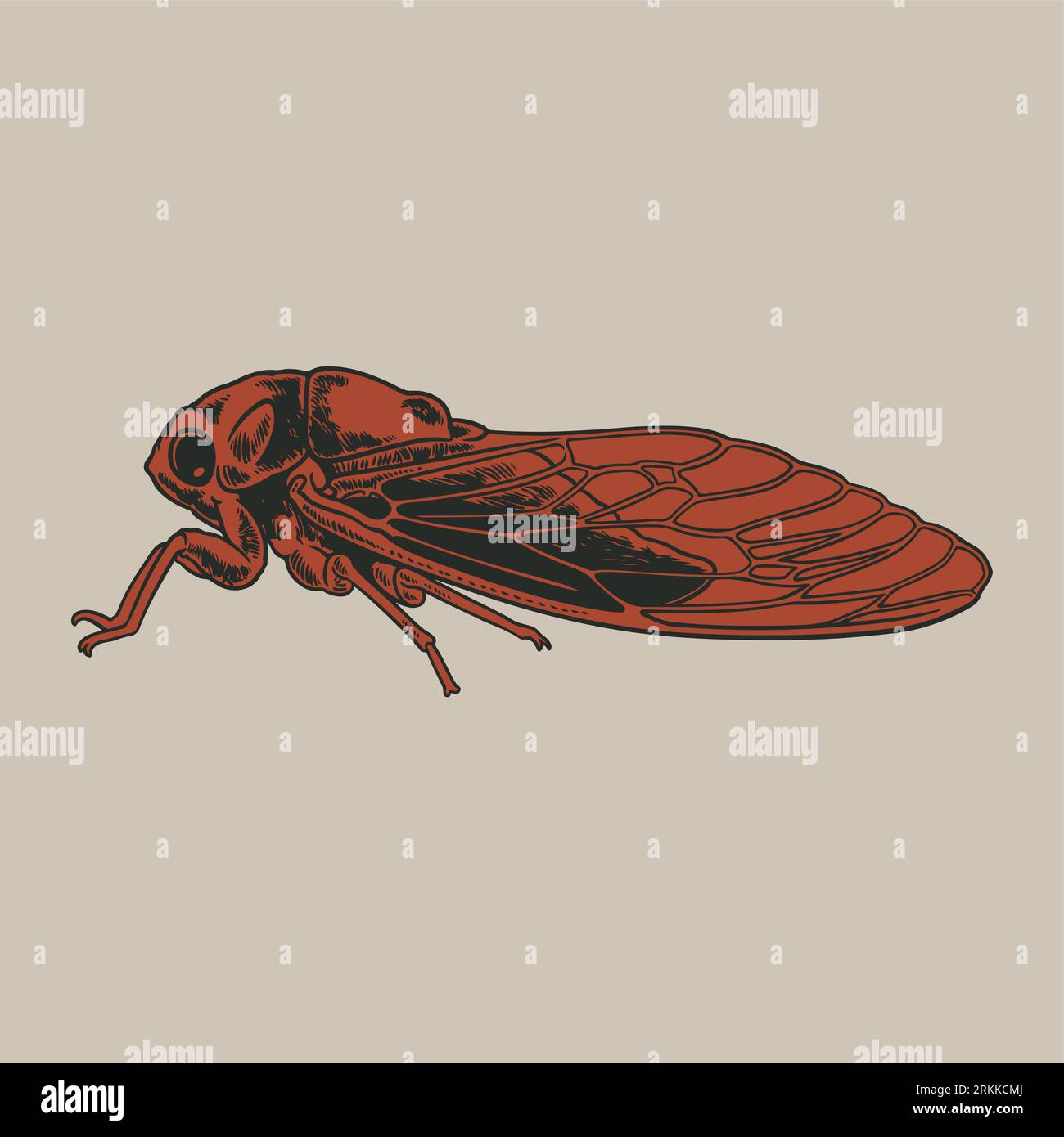 Cicadidae cigada insecte croquis animal gravure vecteur dessin à la main illustration. Bon pour la conception d'impression de vêtements de t-shirt. Vintage gravé illustr Illustration de Vecteur