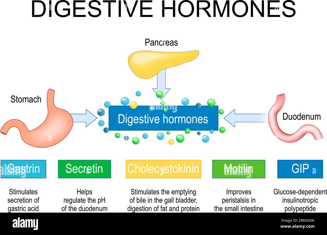 Hormones digestives. Organes internes humains pancréas, estomac et duodénum comme partie du système endocrinien. Hormones gastro-intestinales gastrine, cholécystok Illustration de Vecteur