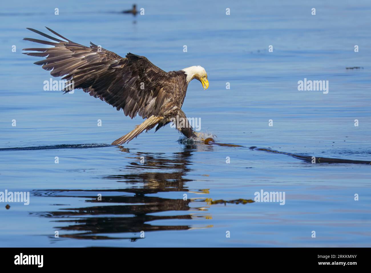 Aigle chauve adulte ((Haliaeetus leucocephalus)) pêchant le hareng dans le chenal Cormorat Banque D'Images