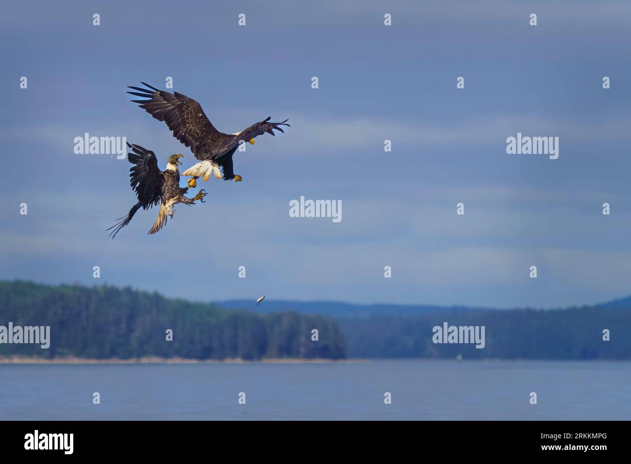 Deux pygargues blanches (Haliaeetus leucocephalus) luttant contre le hareng en plein vol devant Alert Bay (Yalis), Premières nations Namgis, territoire des Premières nations Banque D'Images