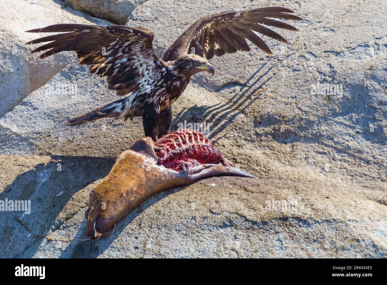 Aigle à tête blanche juvénile (Haliaeetus leucocephalus) festoyant des parties d'un otarie de Stellers dans l'archipel de Broughton, territoire des Premières Nations, Traditi Banque D'Images