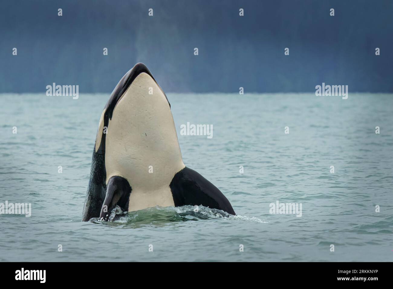 Épaulards Biggs (T046B) (Orcinus orca) espion dans Knight Inlet, territoire des Premières nations, territoires traditionnels du peuple Kwakwaka'wakw, B Banque D'Images