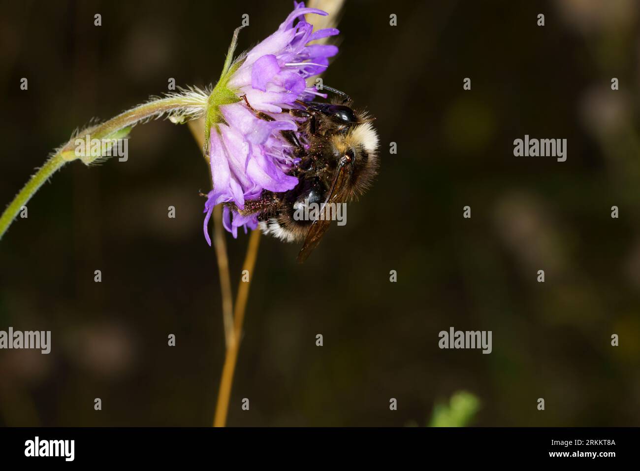 Bombus bohemicus famille Apidae genre Bombus Gypsy Cuckoo Bumblebee Bohemian Cuckoo Bumblebee nature sauvage insecte papier peint Banque D'Images